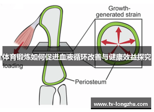 体育锻炼如何促进血液循环改善与健康效益探究